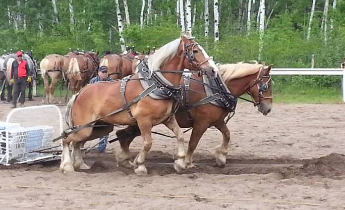 10441390_770527776311064_3719800306519329697_n