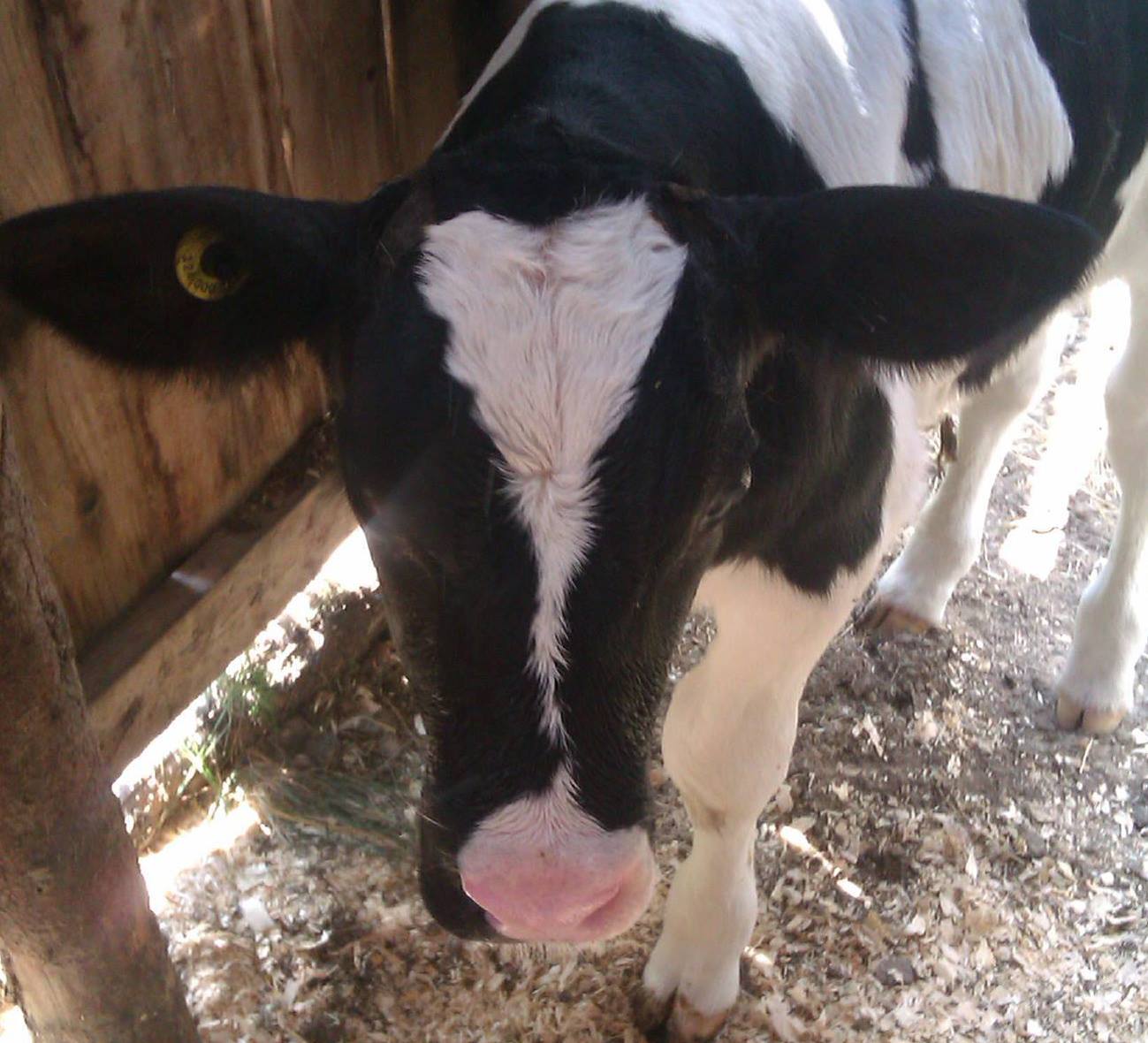 1172422_367682190027415_1580966209_o